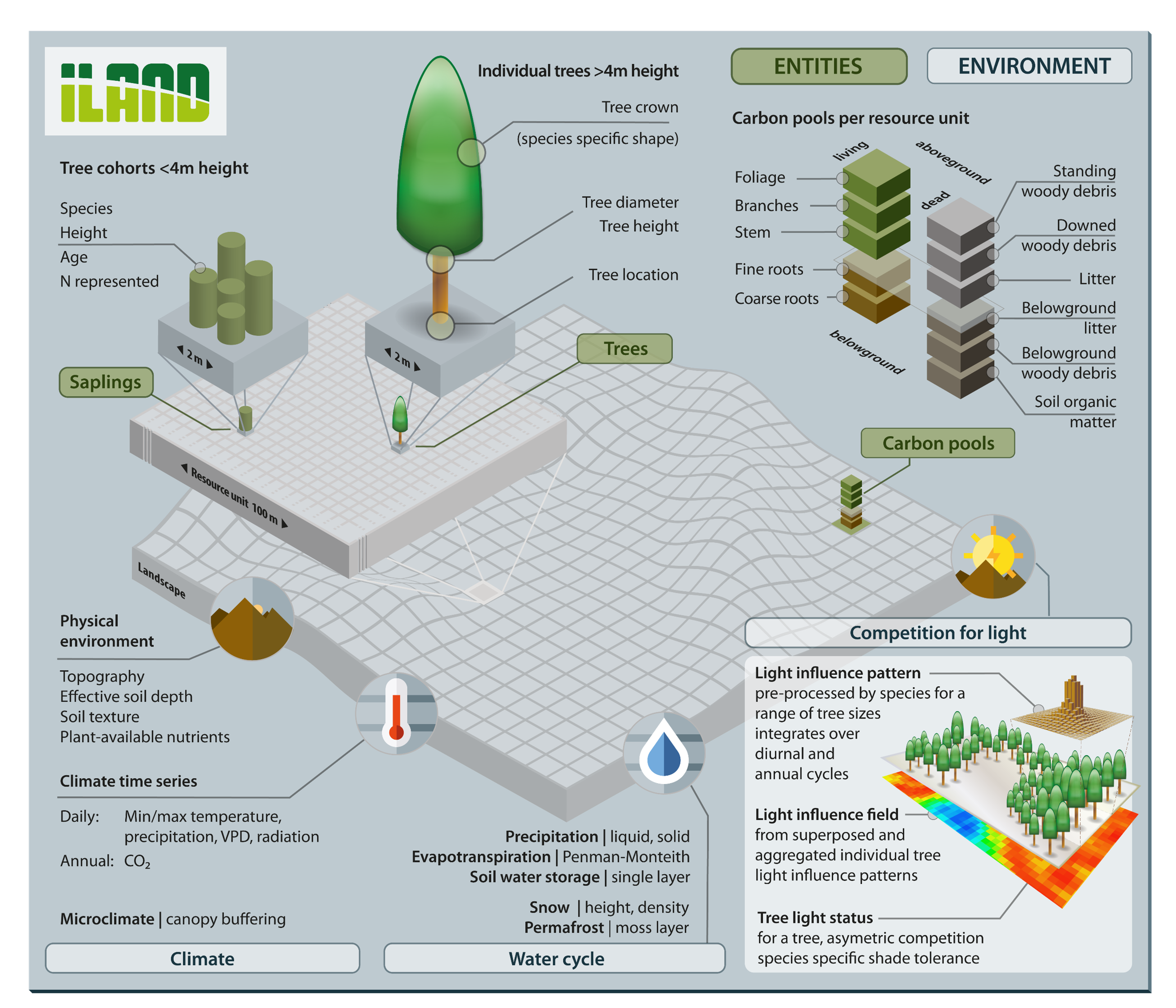 iLand Model Components